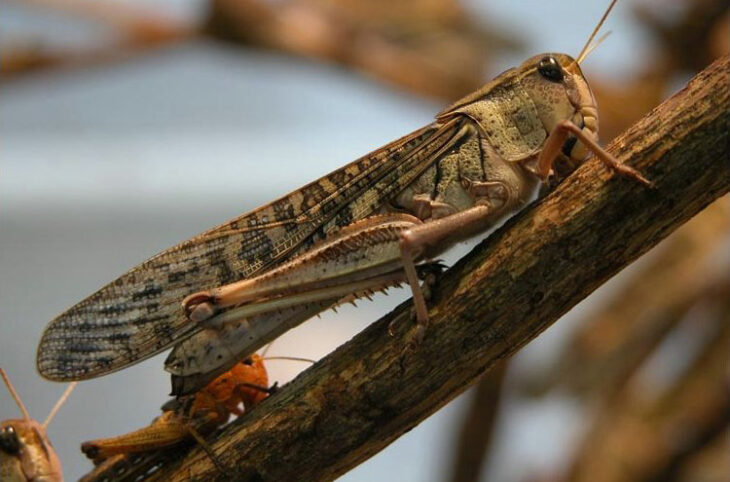 En Bref. Rentrée scolaire, Sauteriaux, AES : les informations de la semaine