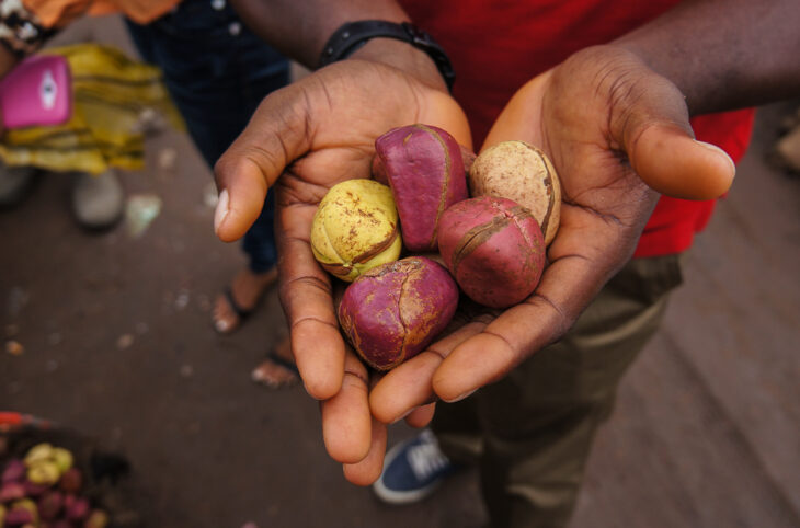 Noix de cola : un circuit économique dynamique entre Niamey et Dosso