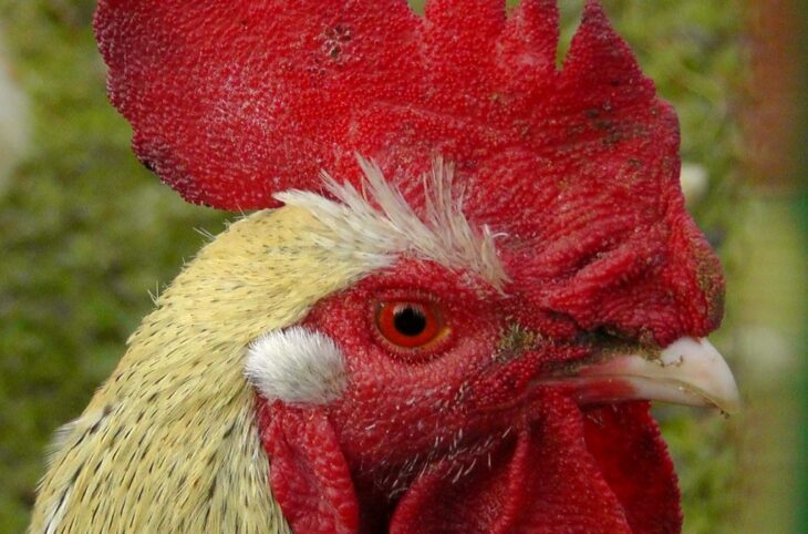 Les jeunes misent sur l’élevage de la volaille à Filingué