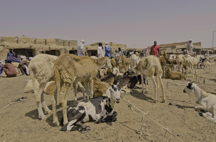 Interdiction d’exportation du bétail : les préoccupations des éleveurs au cœur des échanges