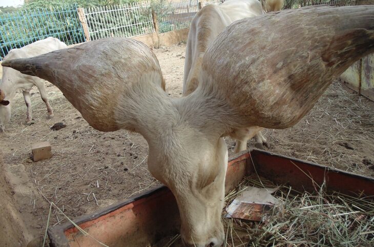 Le Niger sur Kalangou du 20 avril 2026