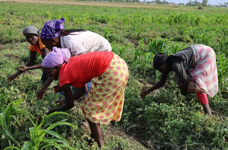 Les femmes de Danja dans la région de Maradi face au défi de la production agricole
