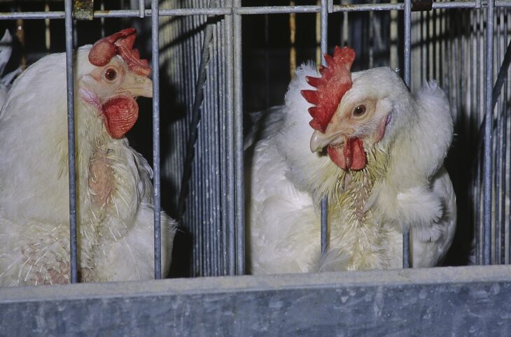 Aviculture au Niger : les réalités d’un secteur en développement