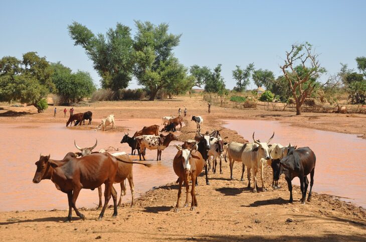 Transhumance à Gaya : agriculteurs et éleveurs face aux défis du partage des ressources