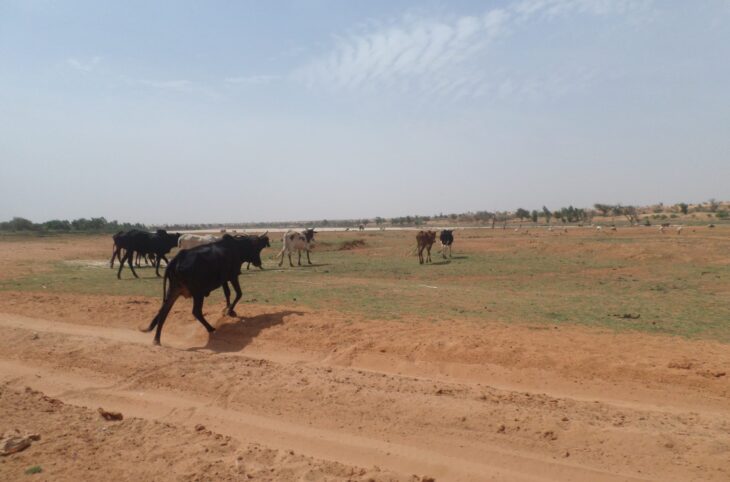 Accès à la terre, à l’eau et aux pâturages : les mécanismes de gestion des conflits ruraux au Niger