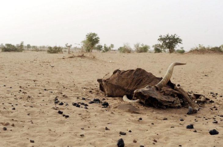 Département de Téra : le cyanure tue une dizaine de bêtes à Doumba