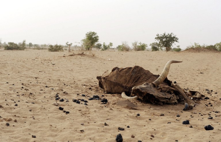 Département de Téra : le cyanure tue une dizaine de bêtes à Doumba