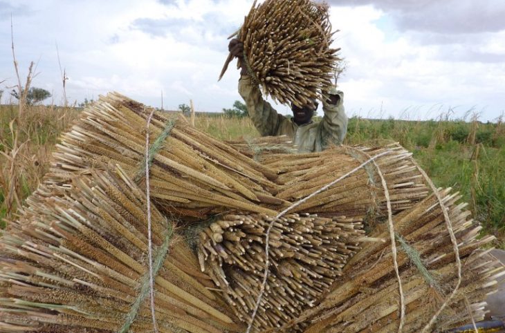 Magazine 23/11/2017 : La campagne agricole à Bankilaré