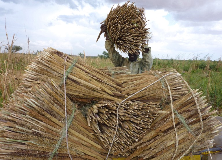 Magazine 23/11/2017 : La campagne agricole à Bankilaré