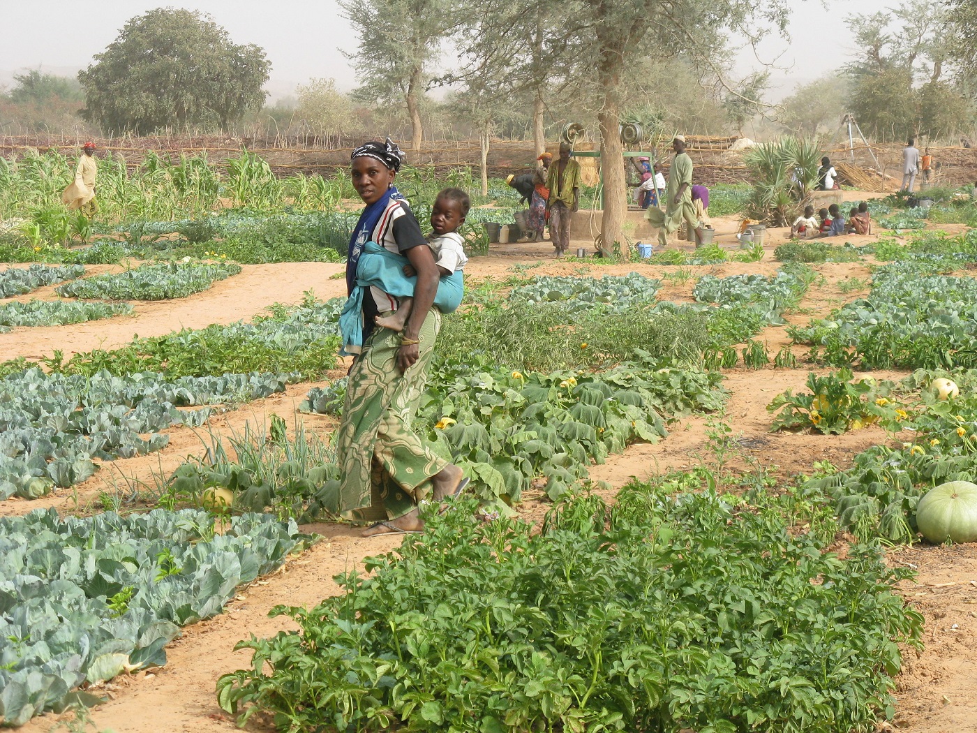 Les cultures maraîchères : un moyen de lutte contre l’exode des jeunes à Gaya, dans la région de Dosso au sud-ouest du Niger