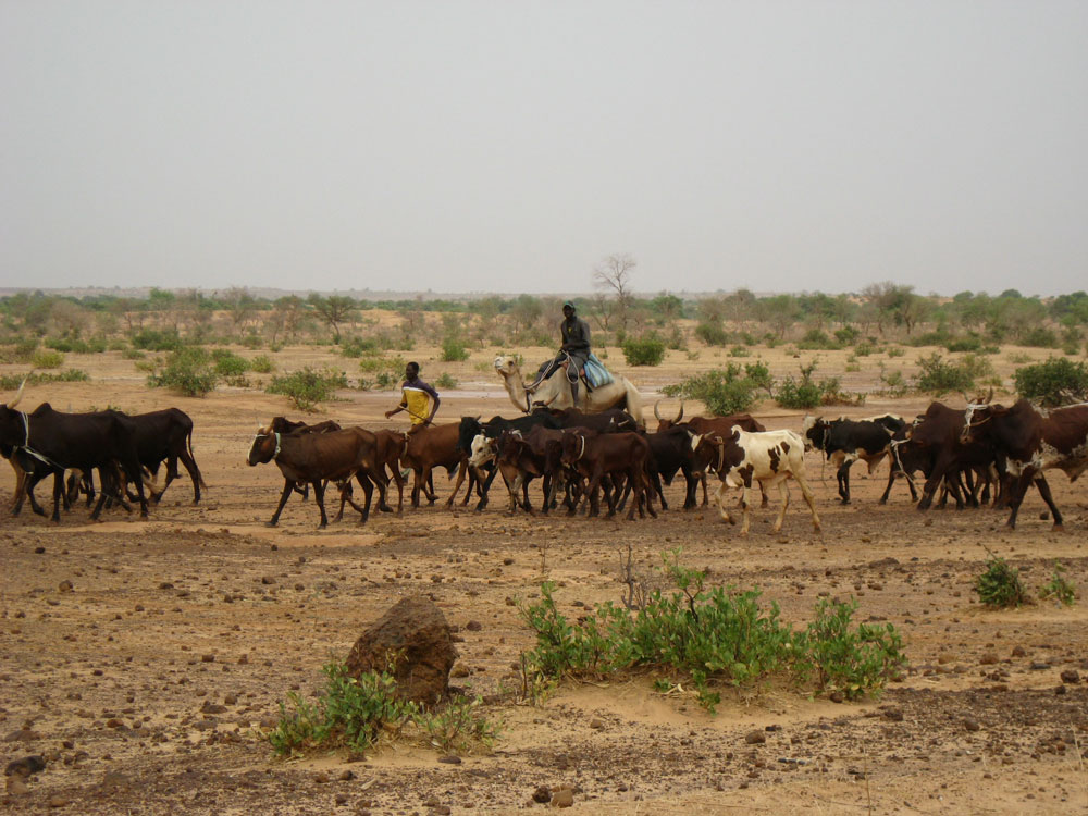 Magazine 25/01/2018 : Explications sur le déficit fourrager de la campagne 2017 au Niger