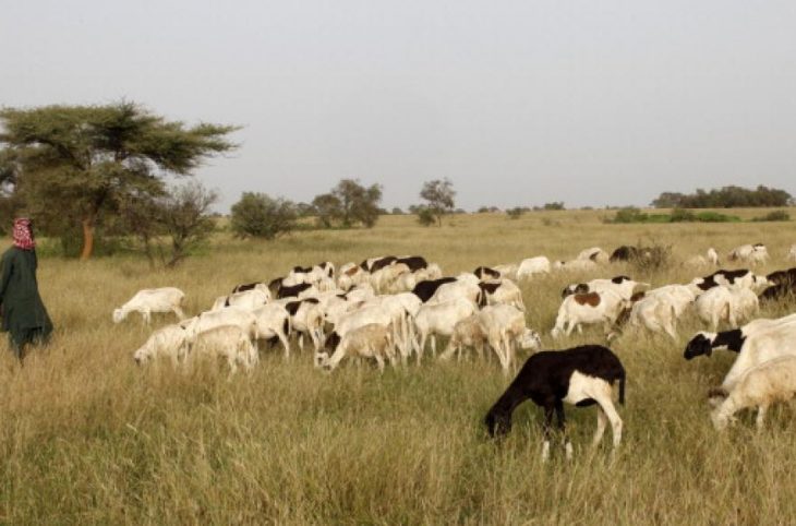 Le magazine du 17/11/18:En cette période de récoltes après la saison des pluies, l’on assiste à des conflits entre agriculteurs et éleveurs.Le cas du département de Mirriah, région de Zinder.