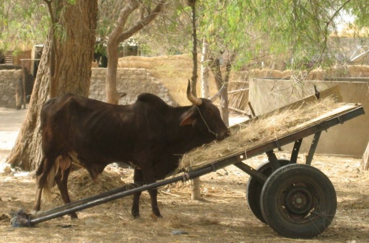 Niger/ Le préfet de Falmey note un recul des conflits intercommunautaires
