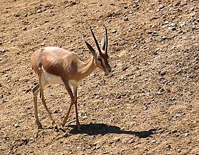 Magazine 28/09/2017 : la Gazelle DORCAS menacée par le braconnage à Matameye (Zinder)