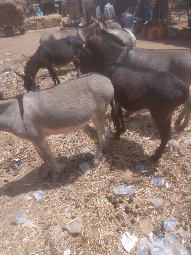 Le magazine du 07/03/2019:Niger /des milliers d’ânes morts, emportés par la gourme, une maladie des équidés
