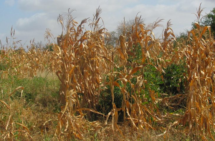 Le magazine du 19/09/2019 - La campagne agricole 2019 dans le département de Ouallam, région de Tillabéry est préoccupante