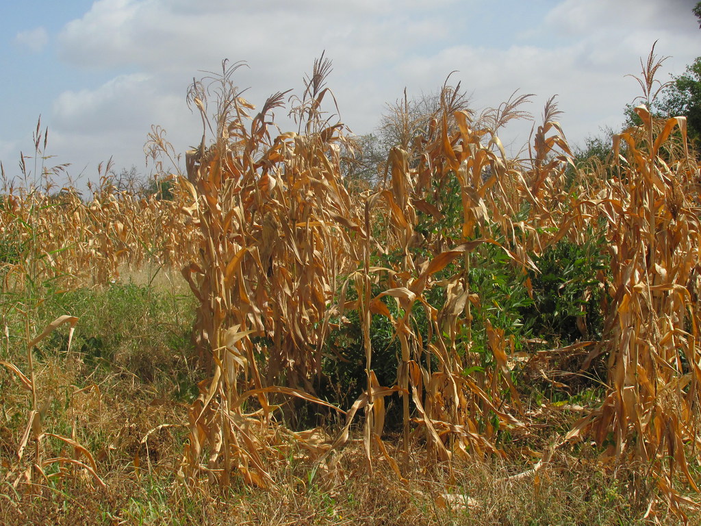 Le magazine du 19/09/2019 – La campagne agricole 2019 dans le département de Ouallam, région de Tillabéry est préoccupante