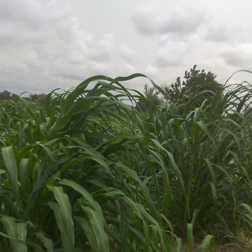 Le magazine du 16/07/2019:Bon démarrage de la campagne agricole à Dakoro