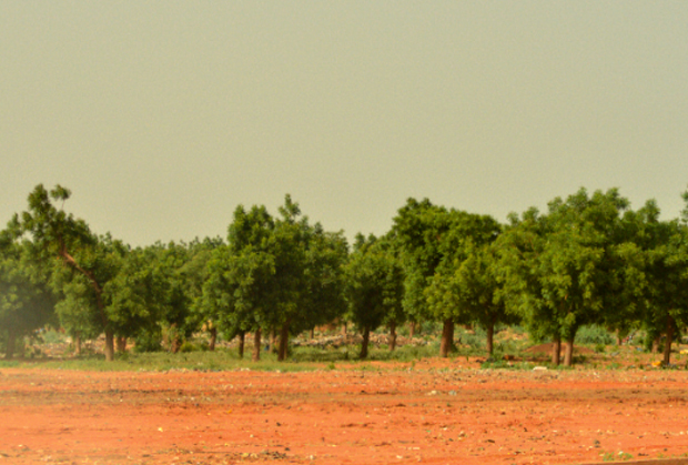 La ceinture verte de Niamey : sa sauvegarde, une question urgente