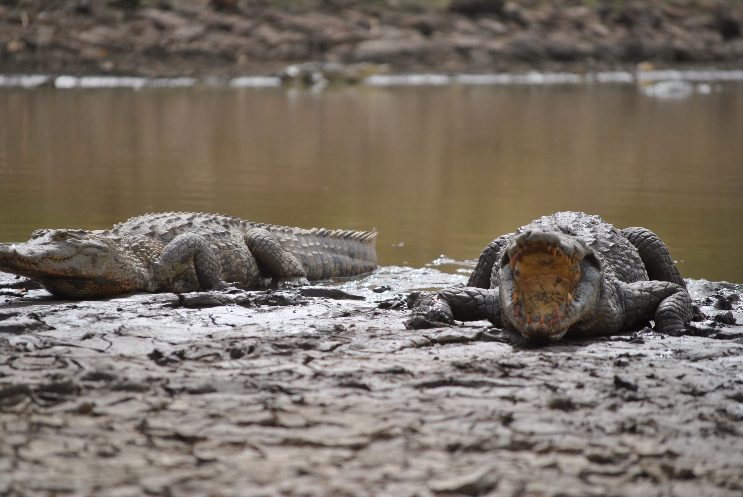 La cohabitation difficile entre crocodiles et riverains au lac de Guidimouni
