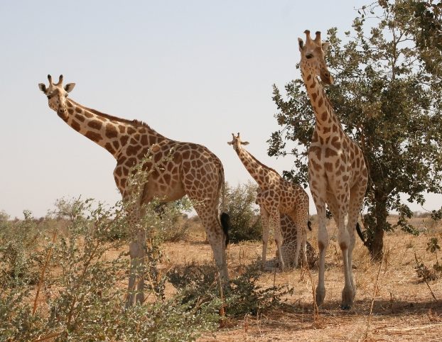 Maradi : Les girafes de Kouré s’adaptent à Gadabédji, 10 mois après leur transfert