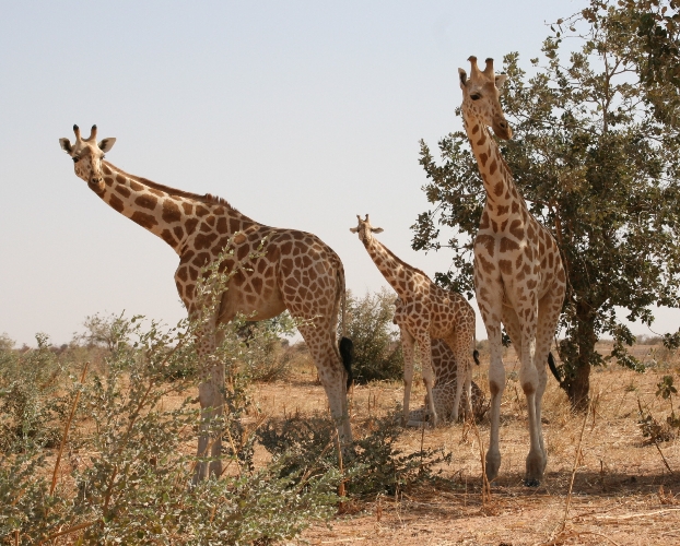 Niger/ transfèrement d’une dizaine de girafes de Kouré sur la réserve de Gadabédji