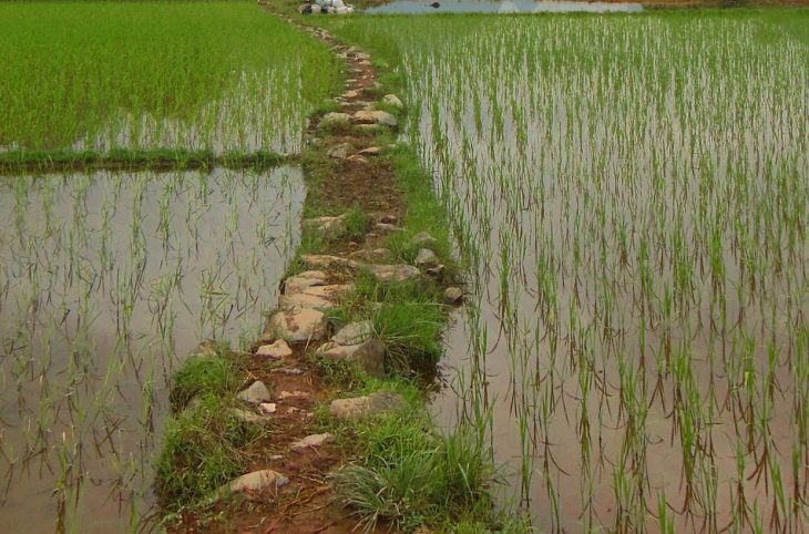 Le magazine du 27/06/2019:A Diffa, grâce à la culture de riz, un groupe de femmes assure le minimum vital