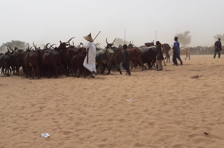 Impact de l’insécurité sur le pastoralisme à diffa