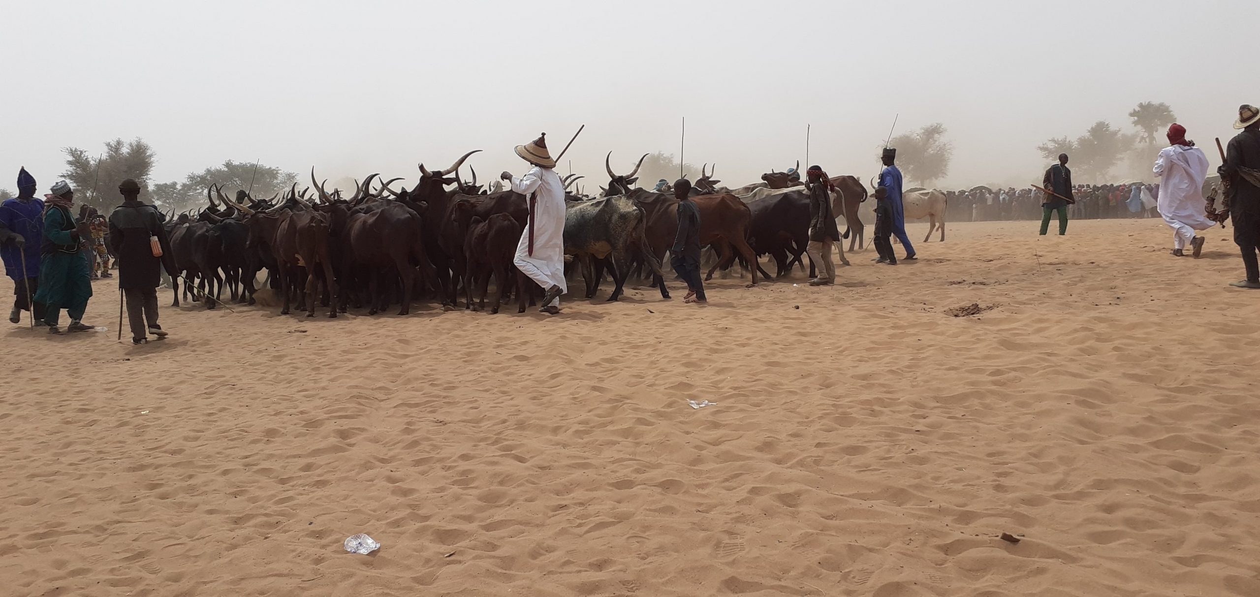 Impact de l’insécurité sur le pastoralisme à diffa