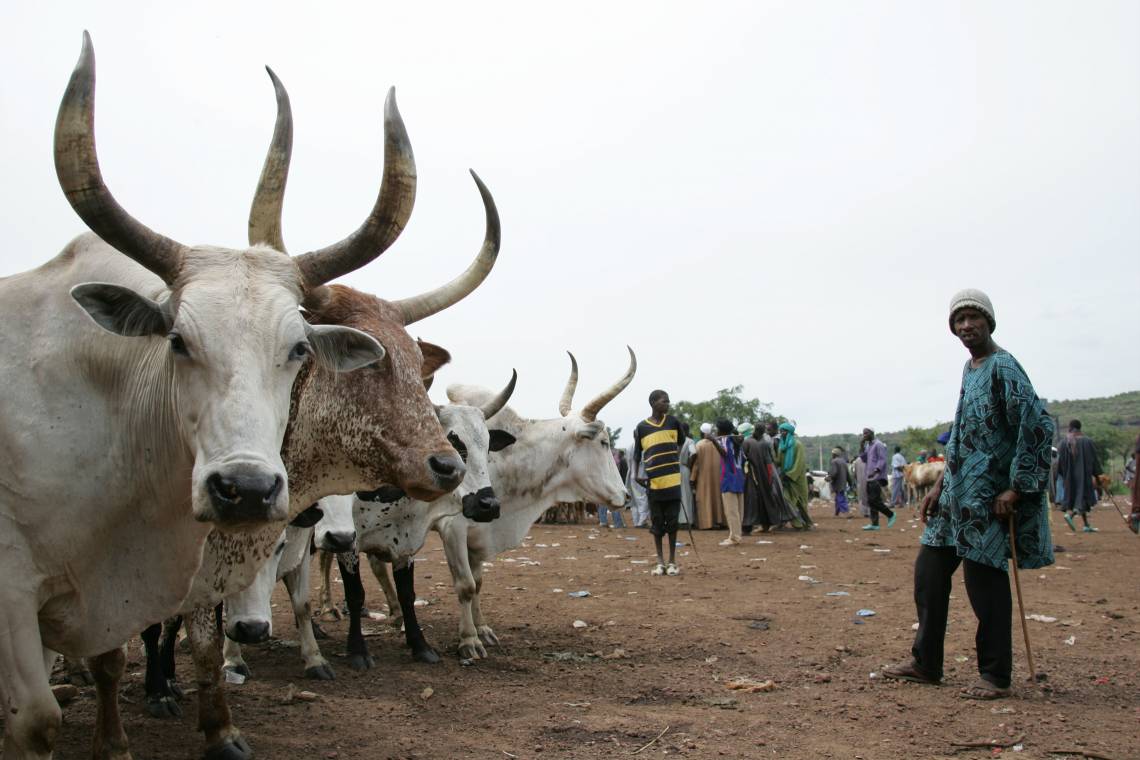 Diffa, 50% de déficit fourrager au sortir de la campagne 2019