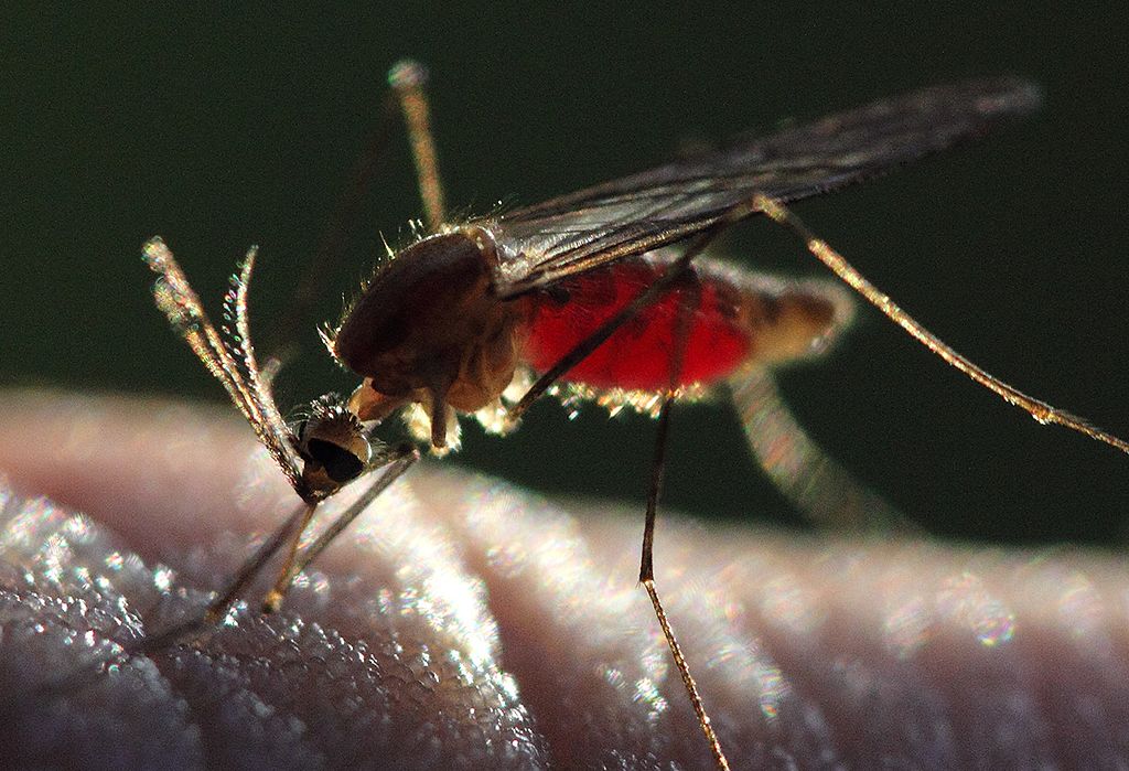 À Maradi, le paludisme atteint son pic