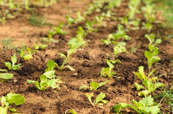 [Magazine] Dificultés cultures maraicheres b'konni