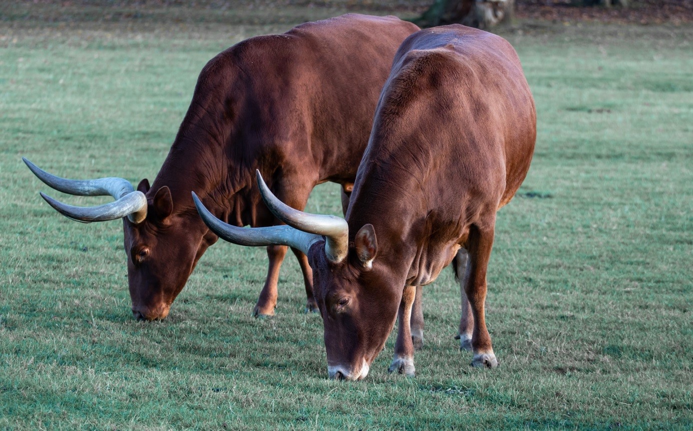 Région de Diffa / Vers la fin du pastoralisme ?