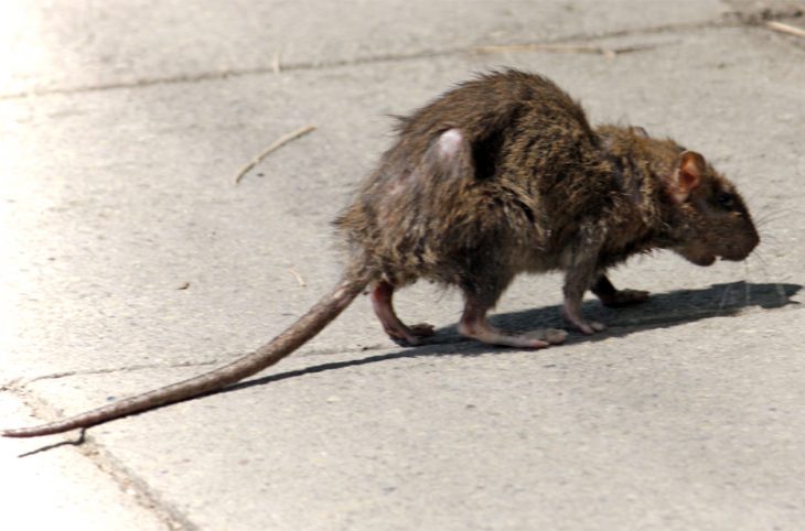 Niger/ Le ministère de la Santé prévient de l’existence de la Fièvre à virus Lassa causée par les rats