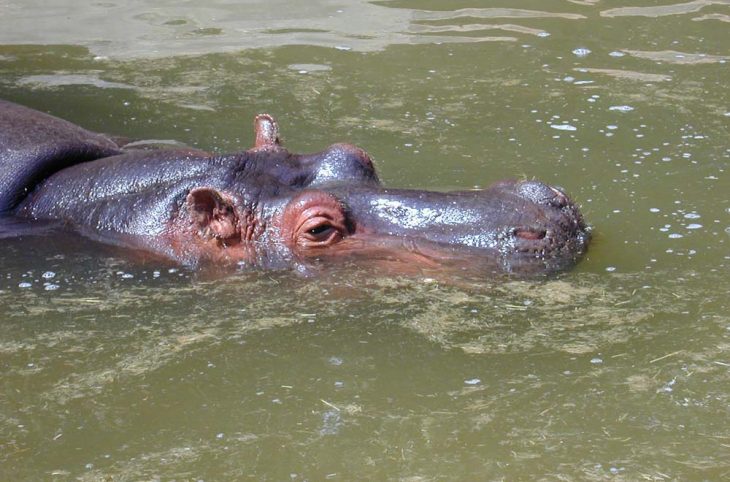 Protection des hippopotames : des campagnes de sensibilisation pour mettre fin au conflit entre autorités et population d’Ayorou