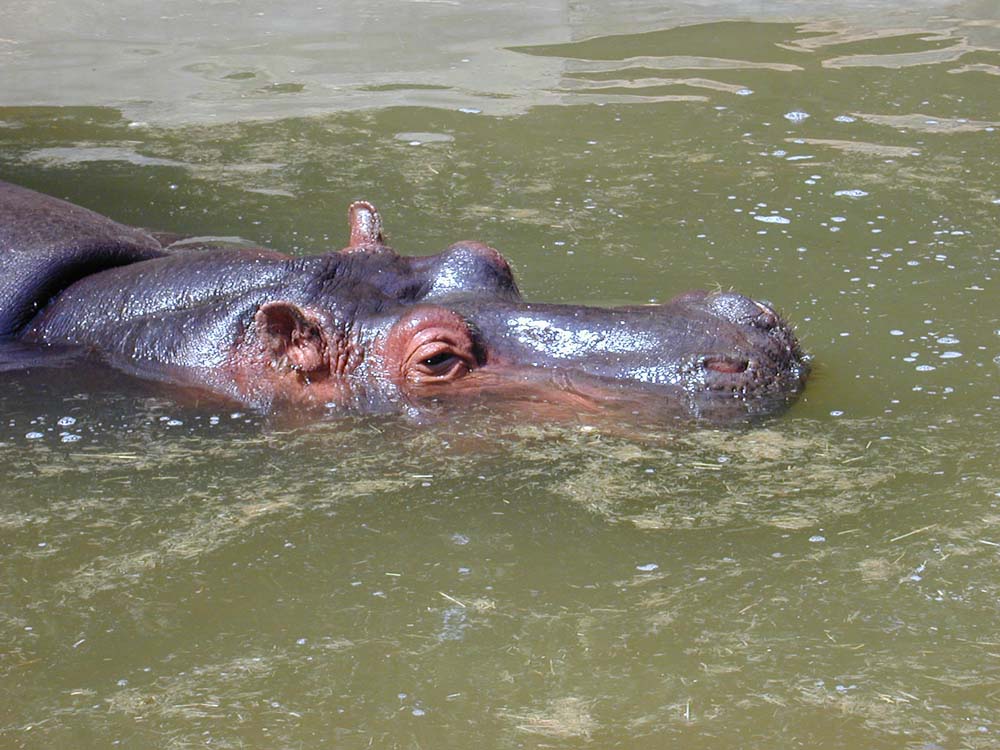 La difficile cohabitation des populations et des hippopotames à Ayerou (région de Tillabery)