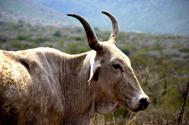 Le magazine du 30/05/2019-Le « Hambanaye» , en fulfuldé ou la tradition de la « vache de l’amitié »