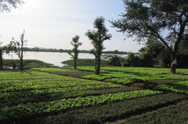 Magazine 10/11/2017 : la culture de contre saison par les maraîchers de Niamey