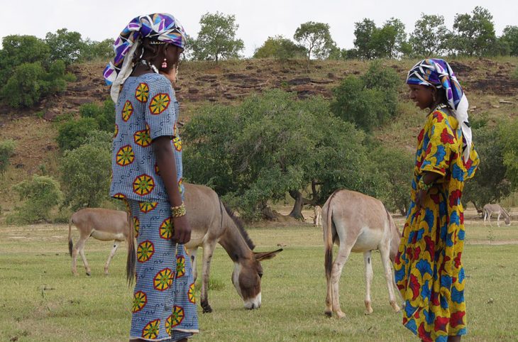 Épizootie : Dans les régions de Tahoua et Maradi, une infection touche les équidés