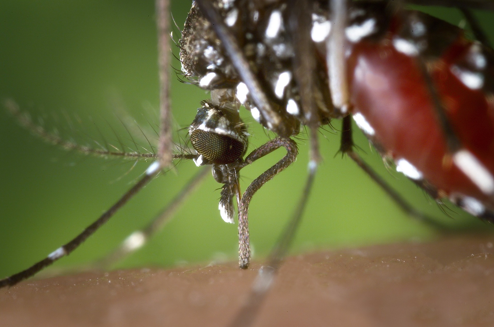 Assainissement contre les moustiques