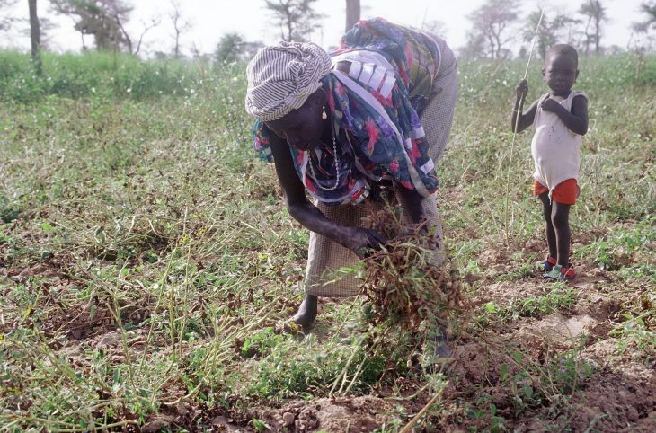 Autonomisation des femmes de l’Aréwa à travers la culture du voandzou et de l'arachide