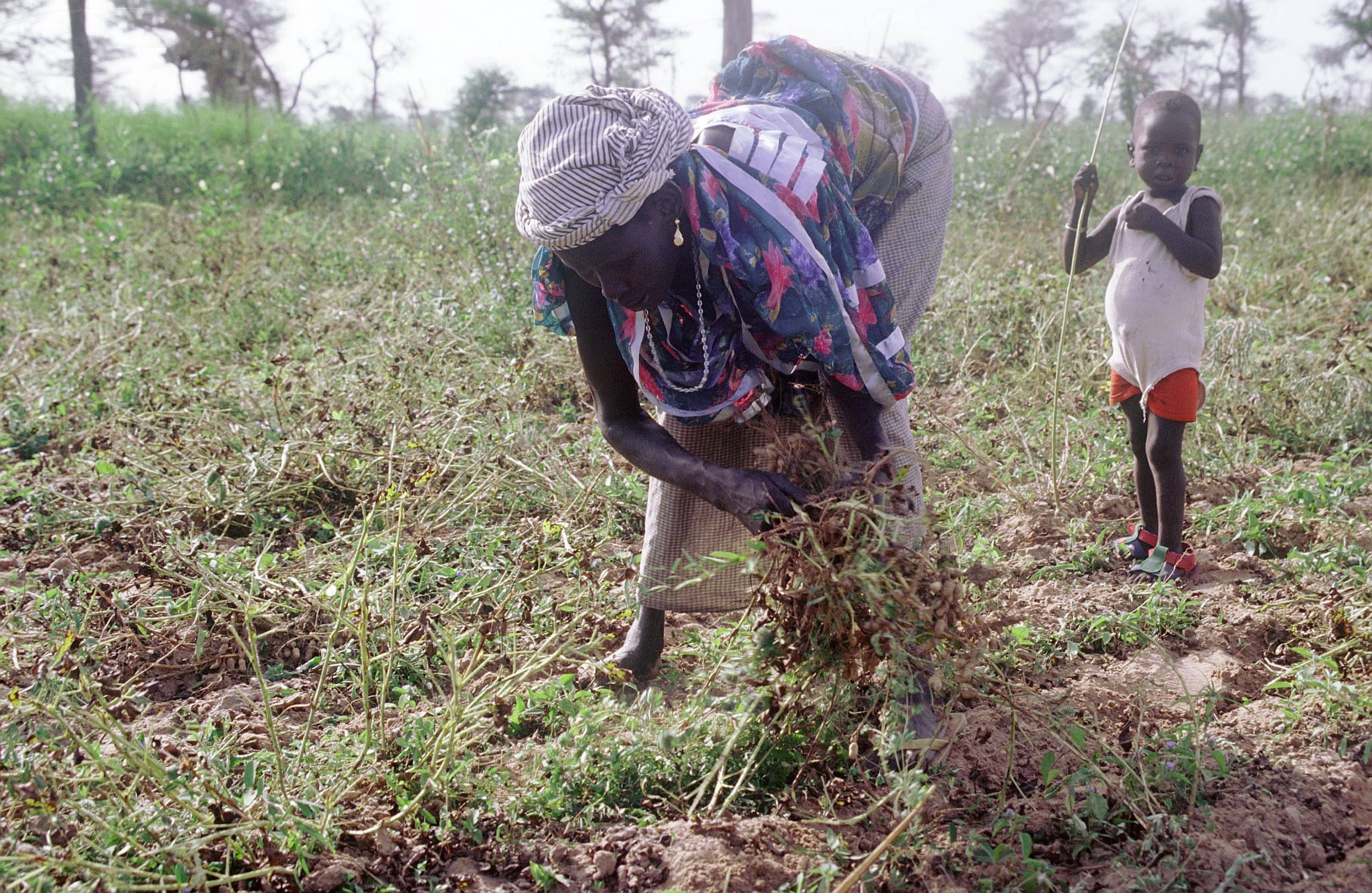 Autonomisation des femmes de l’Aréwa à travers la culture du voandzou et de l’arachide