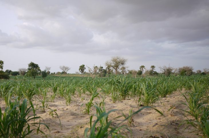 Le magazine du 23/07/2019 - La campagne agricole démarre bien à Kanché