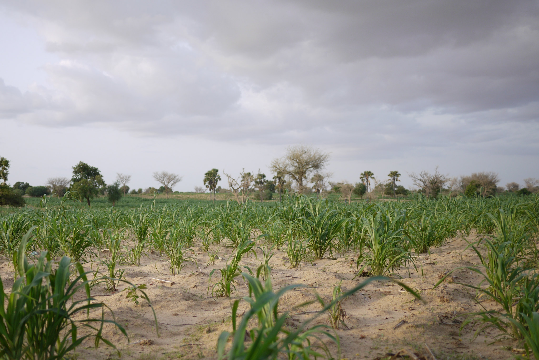 Le magazine du 23/07/2019 – La campagne agricole démarre bien à Kanché