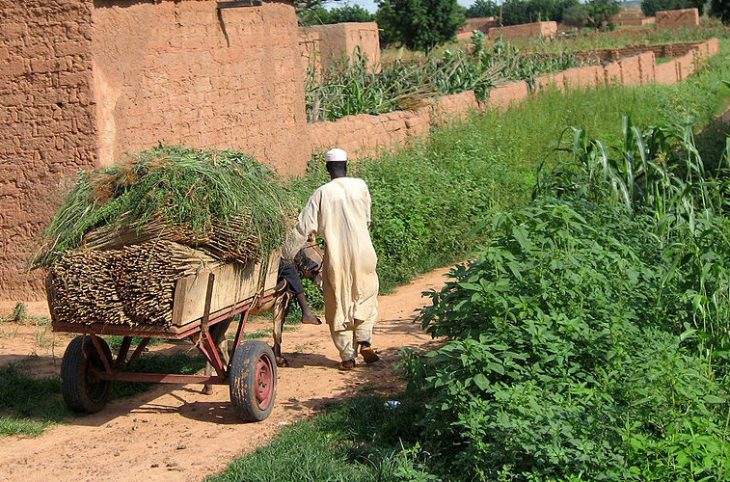 À Kantché, le bilan de la campagne agricole est globalement satisfaisant