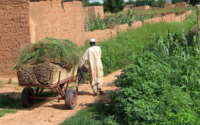 À Kantché, le bilan de la campagne agricole est globalement satisfaisant