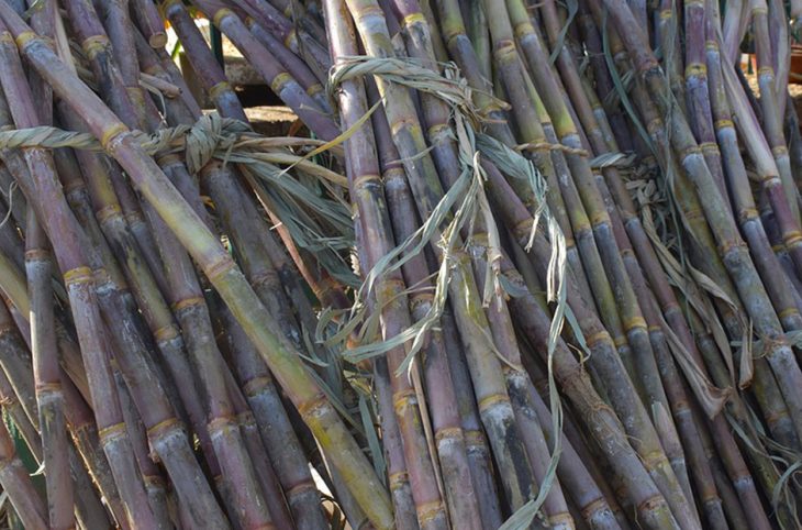 Le magazine du 29/01/2019 -  La canne à sucre : du saccharose bénéfique à l’organisme