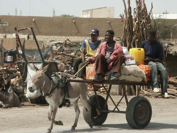 Niamey/ Bientôt de nouvelles mesures pour interdire la divagation des animaux dans la ville