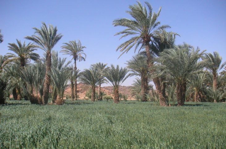 Les cultures maraichères à Iférouane