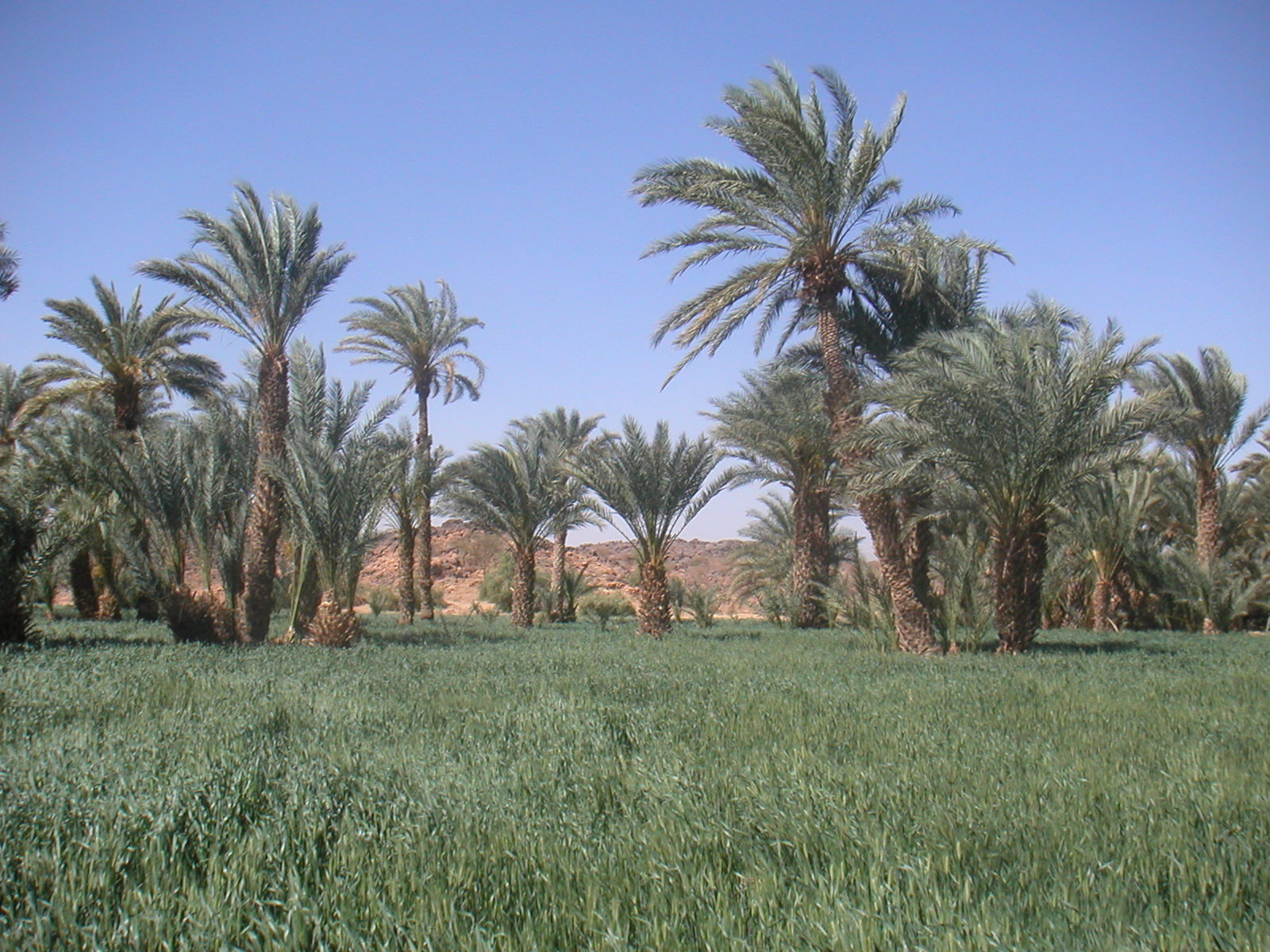 Les cultures maraichères à Iférouane